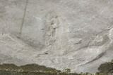 Fossil Bird Tracks - Green River Formation, Utah #106126-5